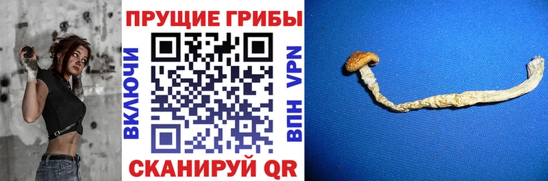 где продают наркотики Поворино Псилоцибиновые грибы мицелий